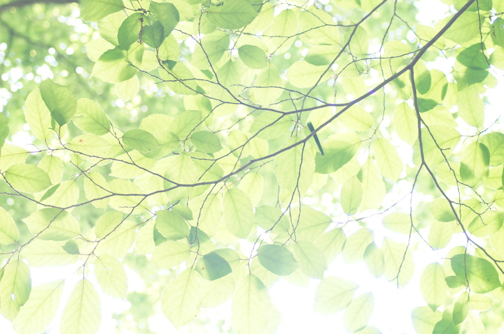  strong　sunlight