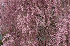 枝垂れ桜