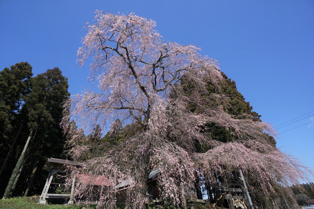 仙台・貴布禰神社