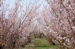  啓翁桜の畑