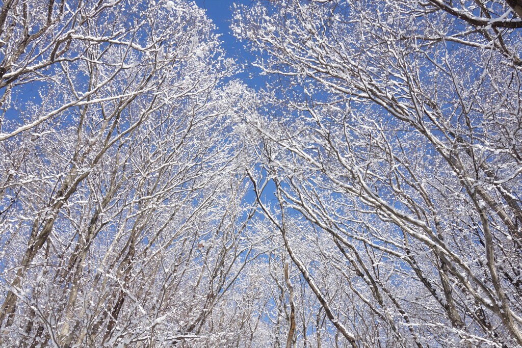 雪化粧