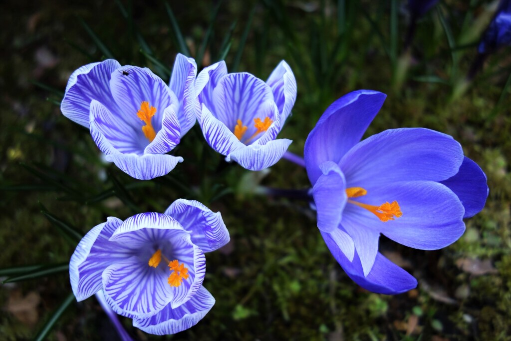 庭の花