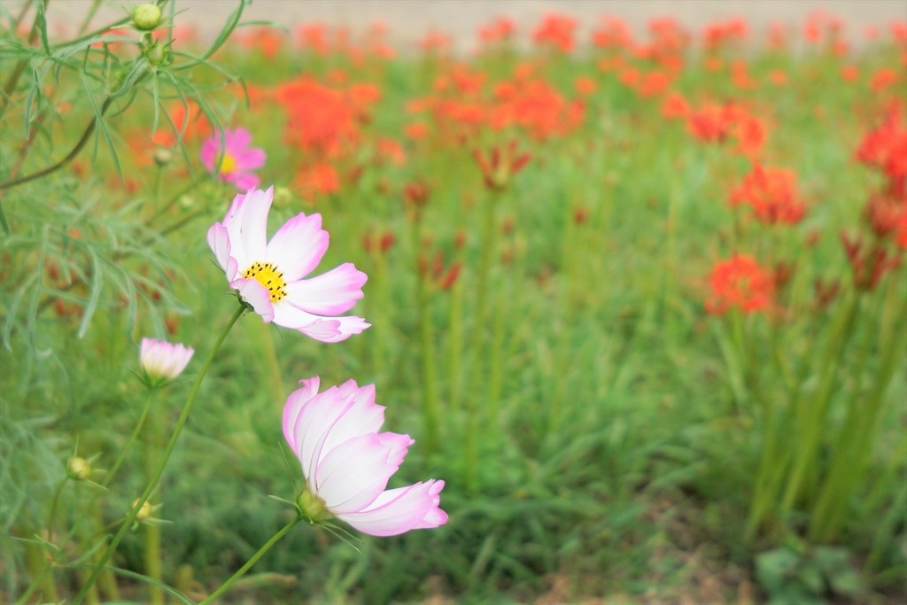 もう秋桜が・・・