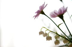 春二花