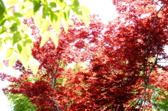 初夏の紅葉