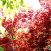 初夏の紅葉