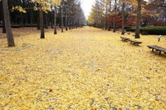 黄色の世界