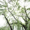 新緑のシャワー