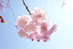 八重桜見つけた