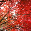 燃える秋-2