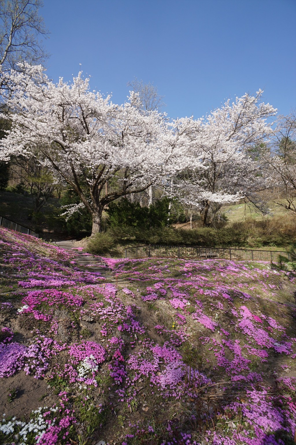 さくらと桜