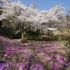 さくらと桜