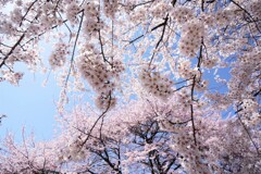 桜・桜・桜･･････