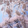 桜・桜・桜･･････