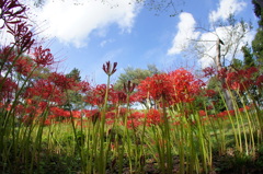 曼珠沙華