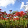 曼珠沙華