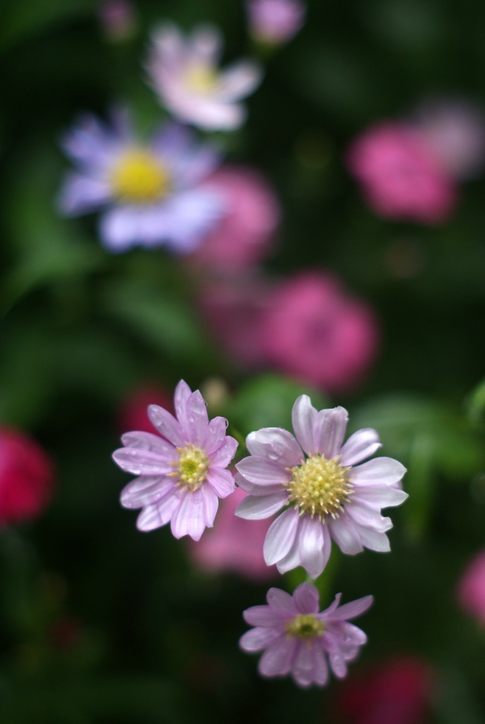 pentax old lens