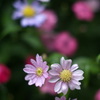 pentax old lens