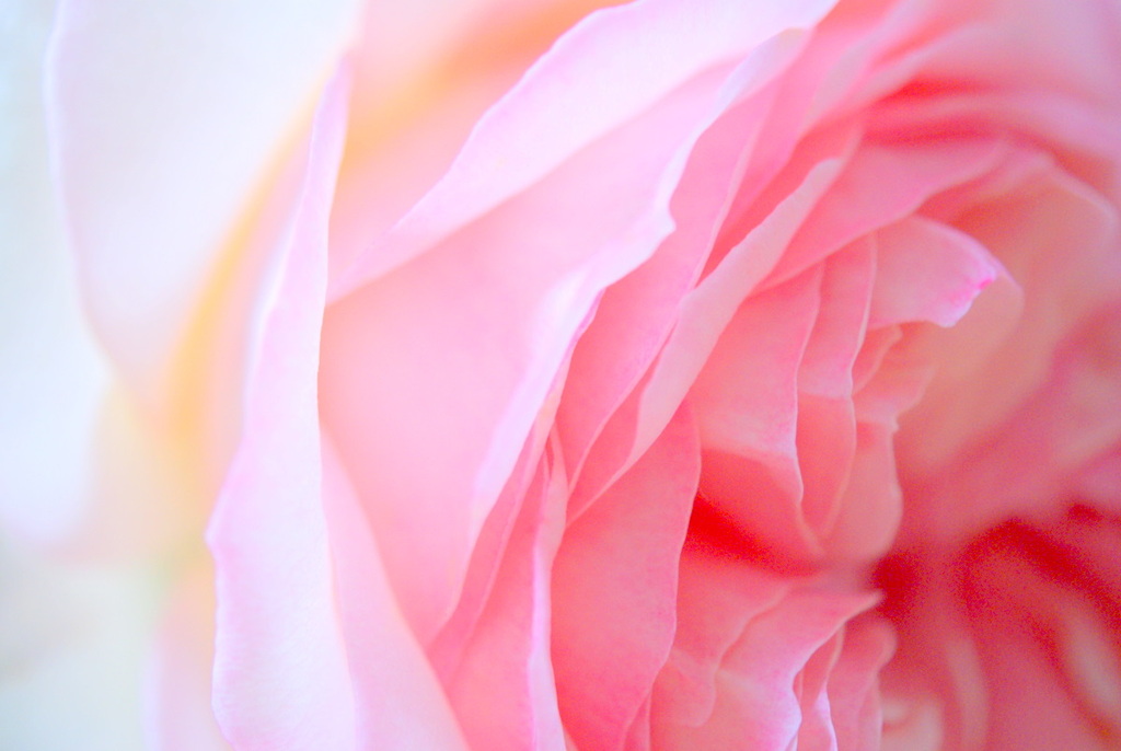 macro