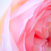 macro
