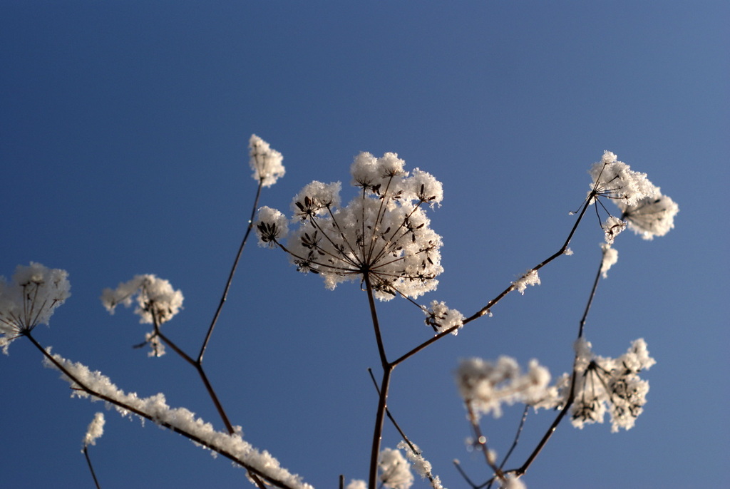 雪花