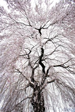 しだれ桜