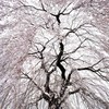 しだれ桜