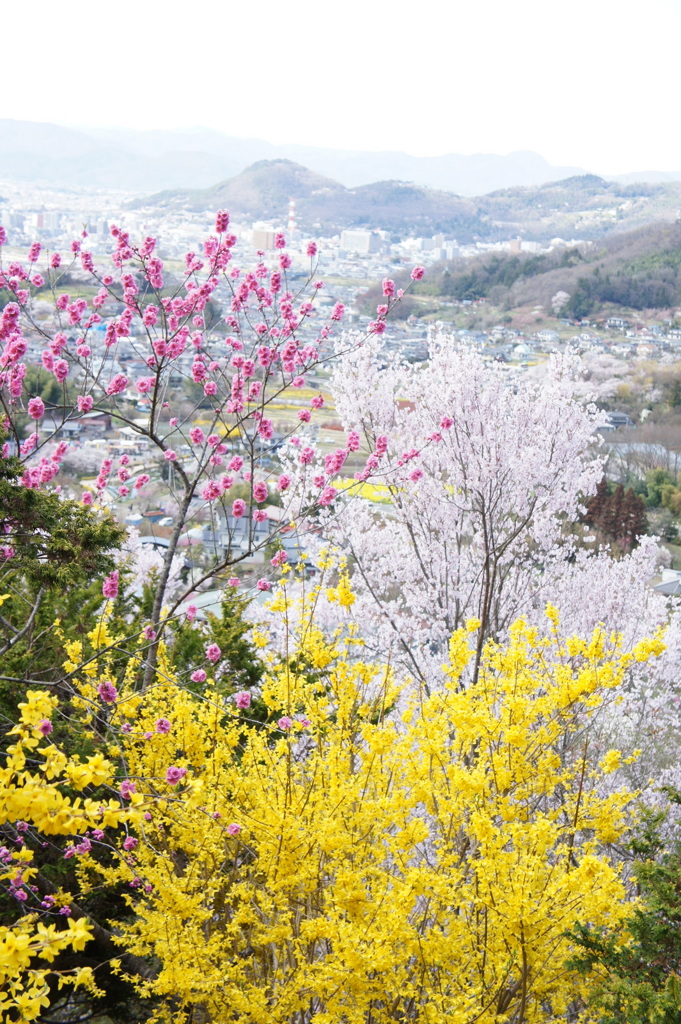 花見山-20160405