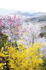 花見山-20160405