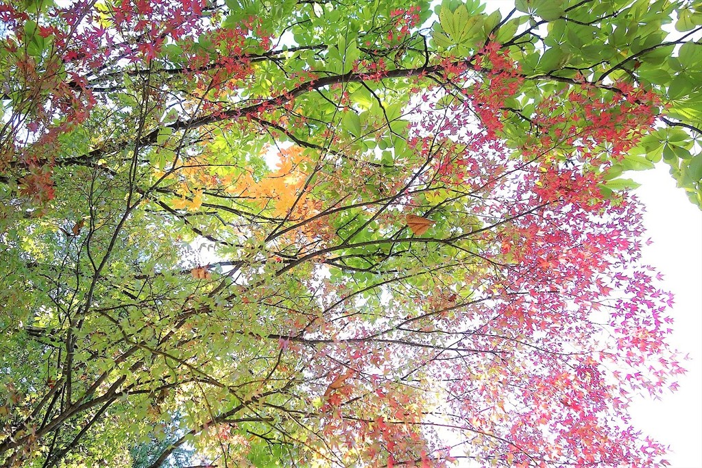 混色