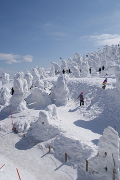 樹氷原