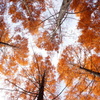 秋色を仰ぐ