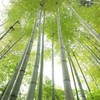 春竹