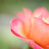macro