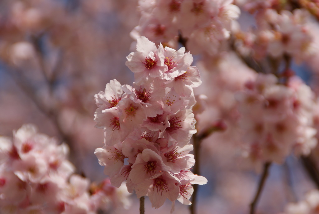 一面桜色