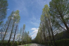 高原の並木道