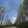高原の並木道