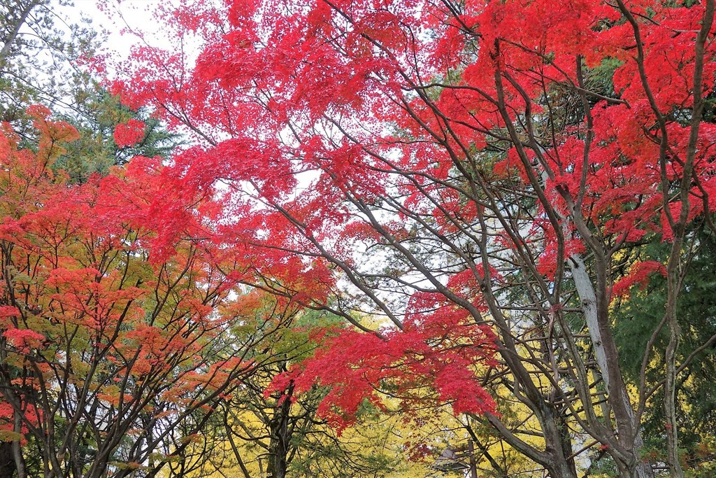 都心の紅葉