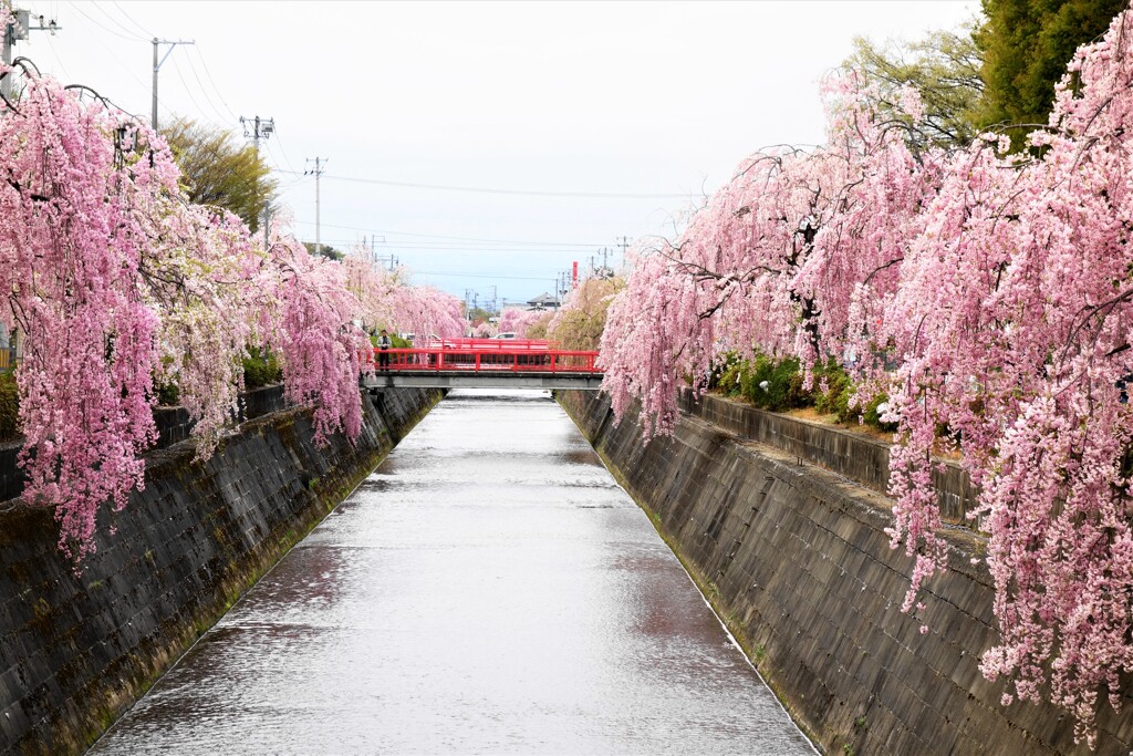 枝垂れ並木