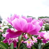  芍薬アップ