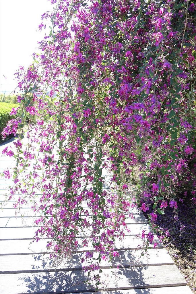 秋の花