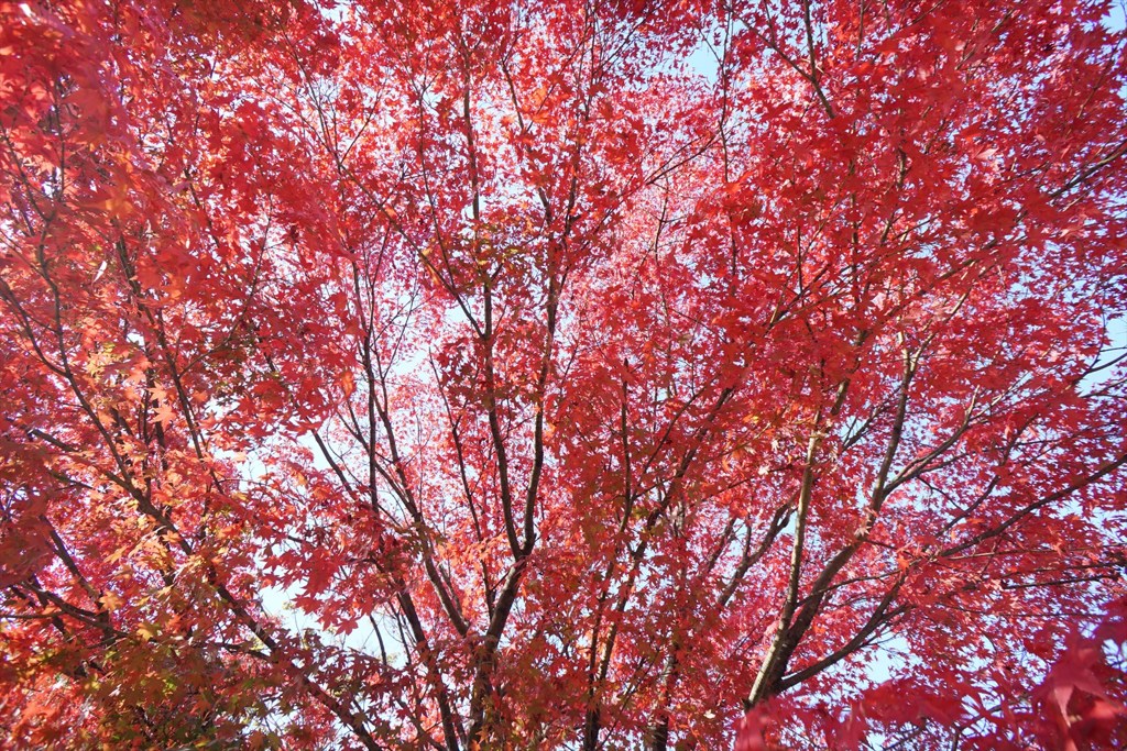 ヤマモミジの紅葉