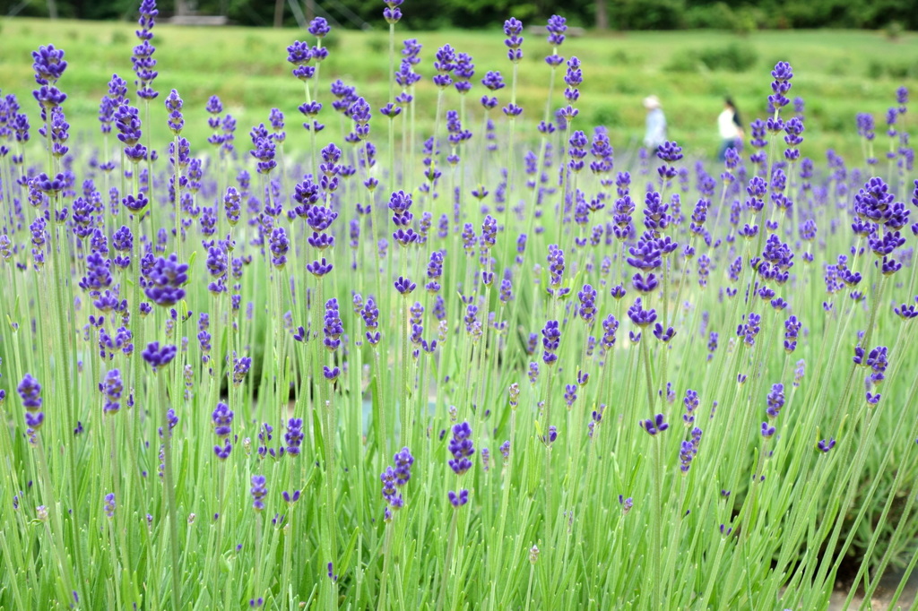 walk in lavender