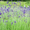 walk in lavender