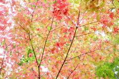 薄紅色の時