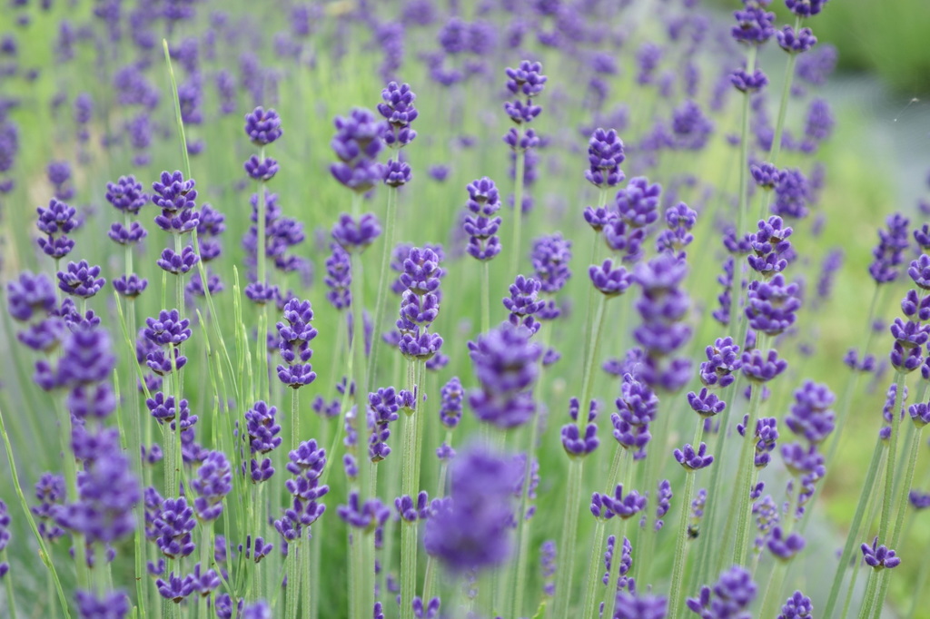 walk in lavender