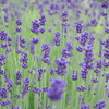walk in lavender