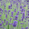 walk in lavender