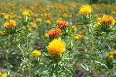 safflower