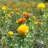 safflower